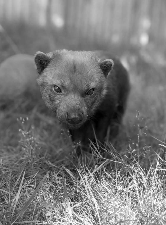 Bush dog 2.jpg