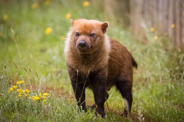 Bush dog stands in grassy enclosure surrounded by small yellow flowers