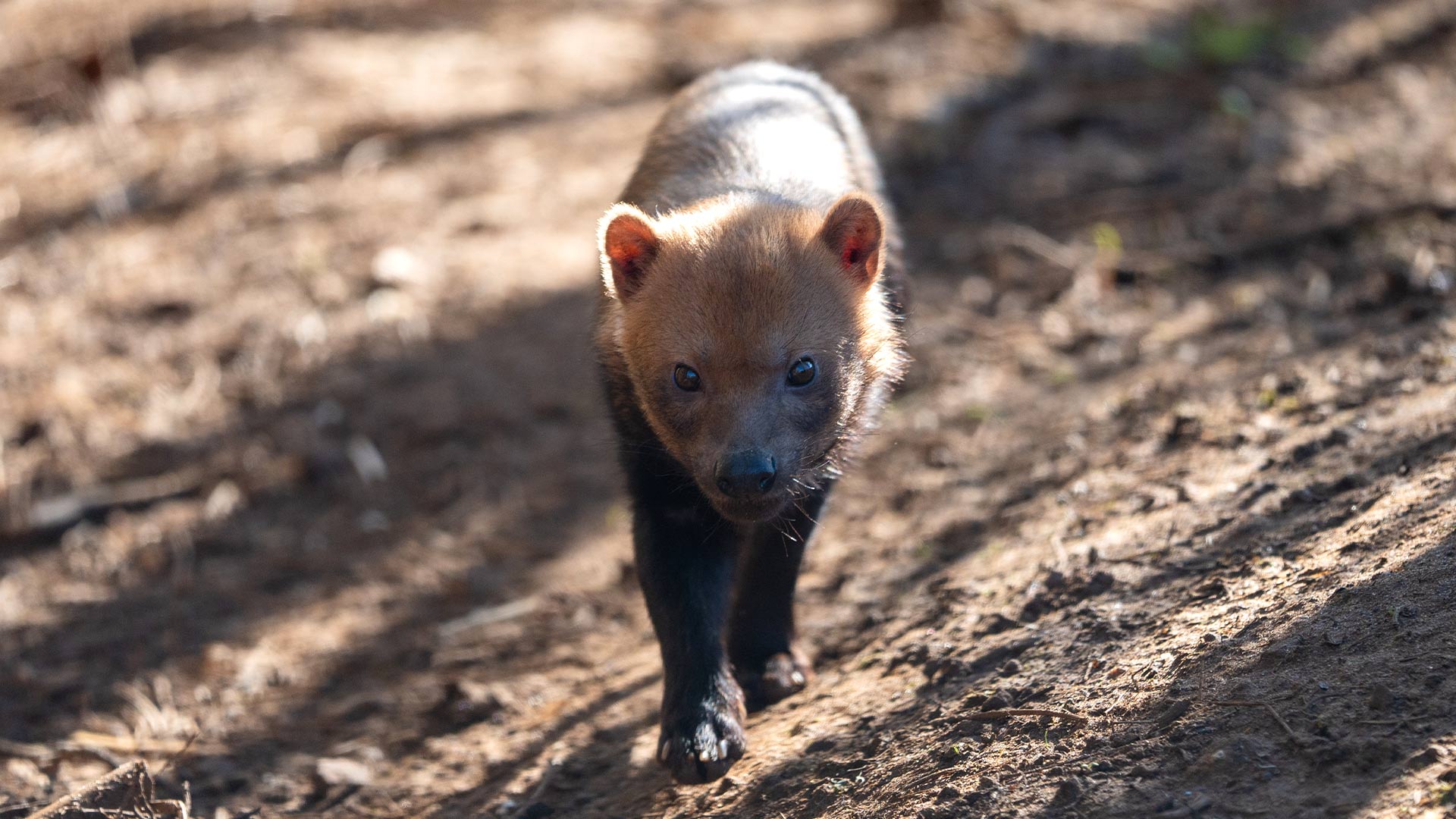 Female bushdog outside 