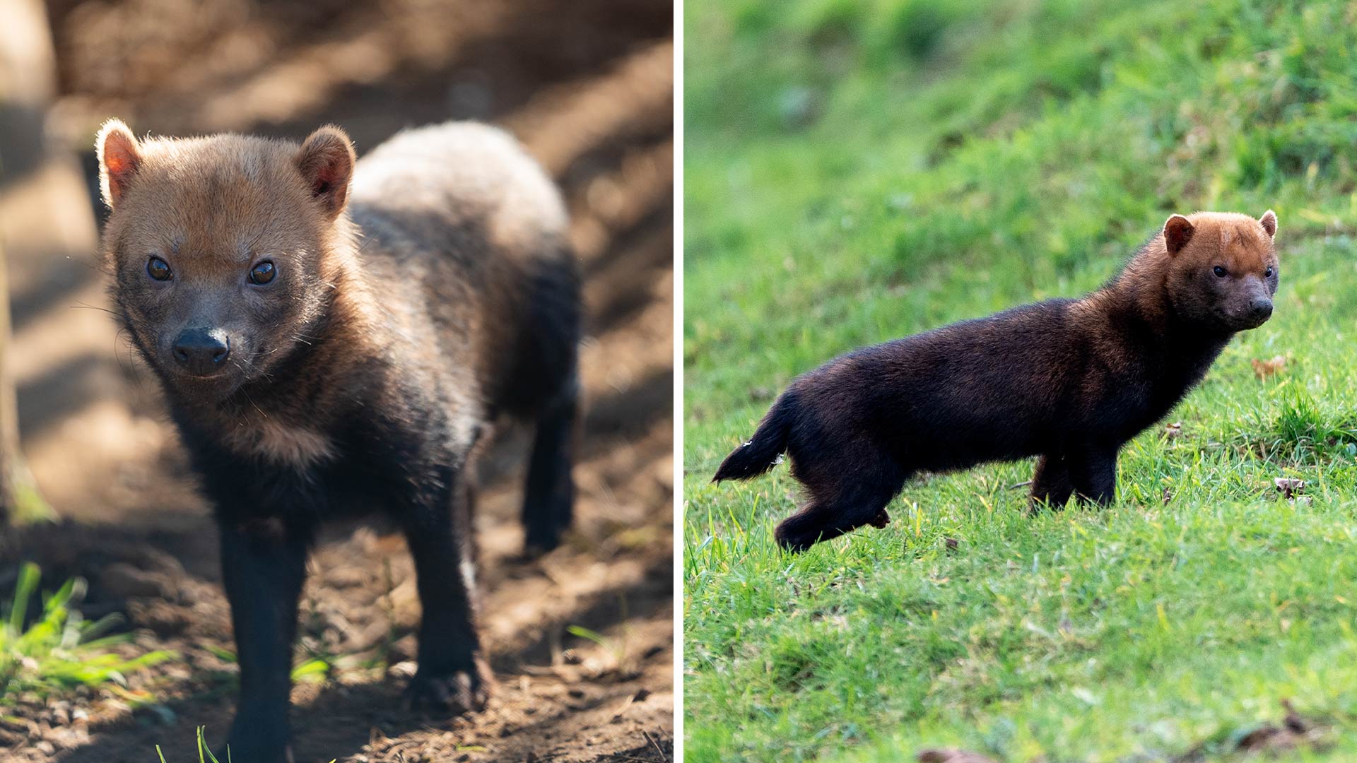 Two new bush dogs at Woburn Safari Park 