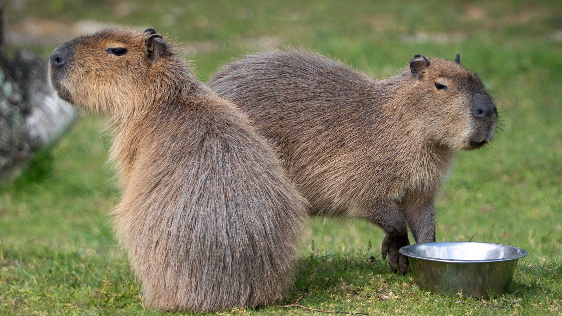 Capybara Yoko and Stilton relaxing together