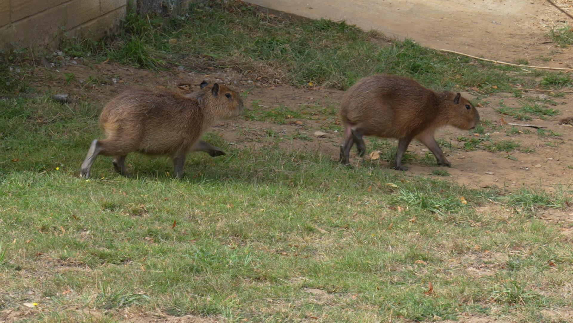 Yoko and Stilton exploring their enclosure together