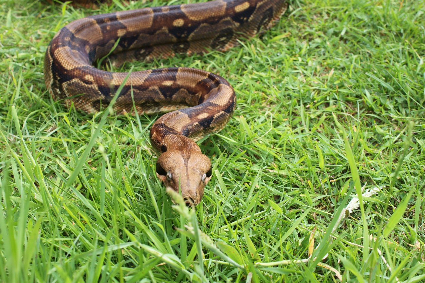 How Boa Constrictors Breathe While Squeezing the Life Out of Their