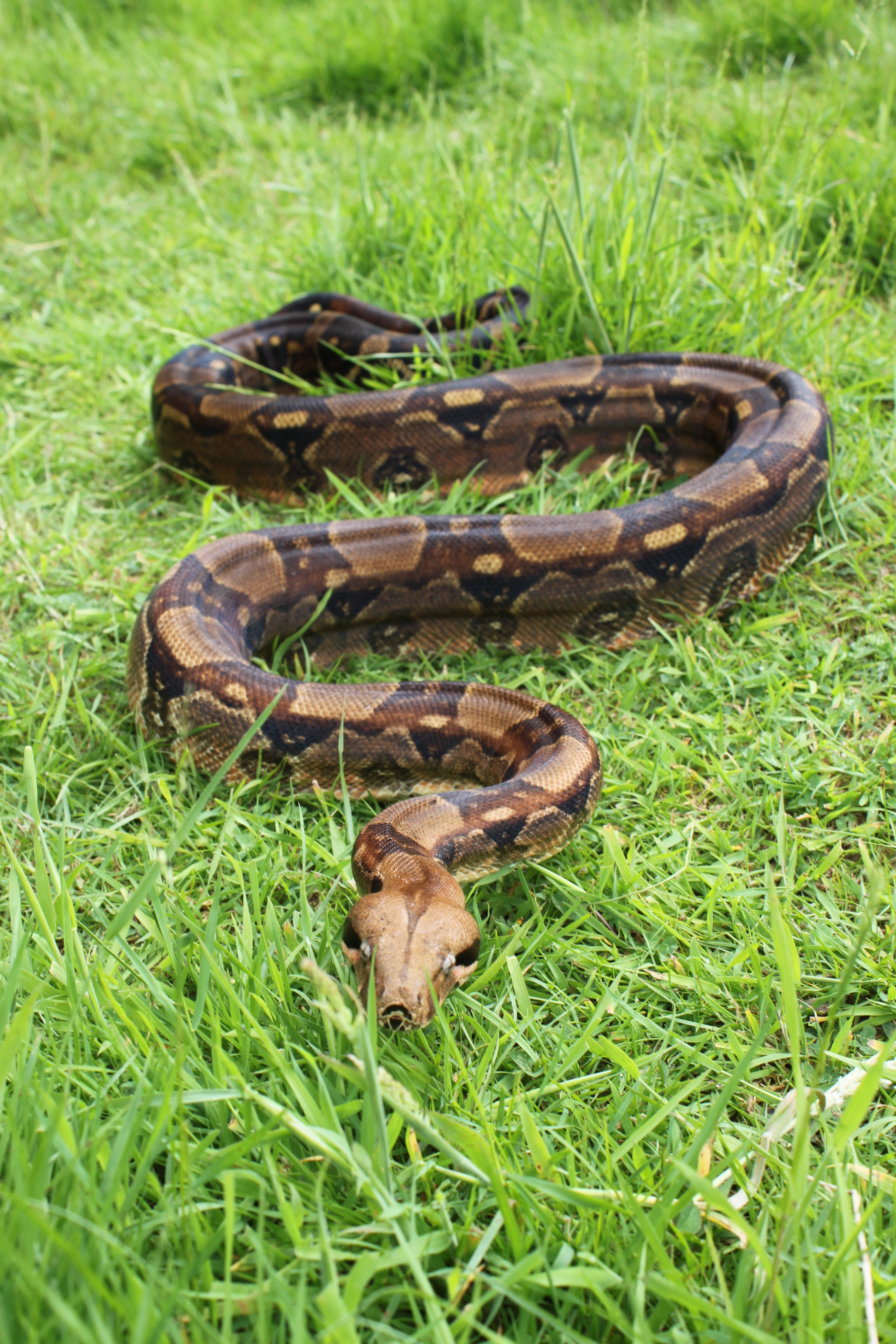 Boa Constrictor | Woburn Safari Park