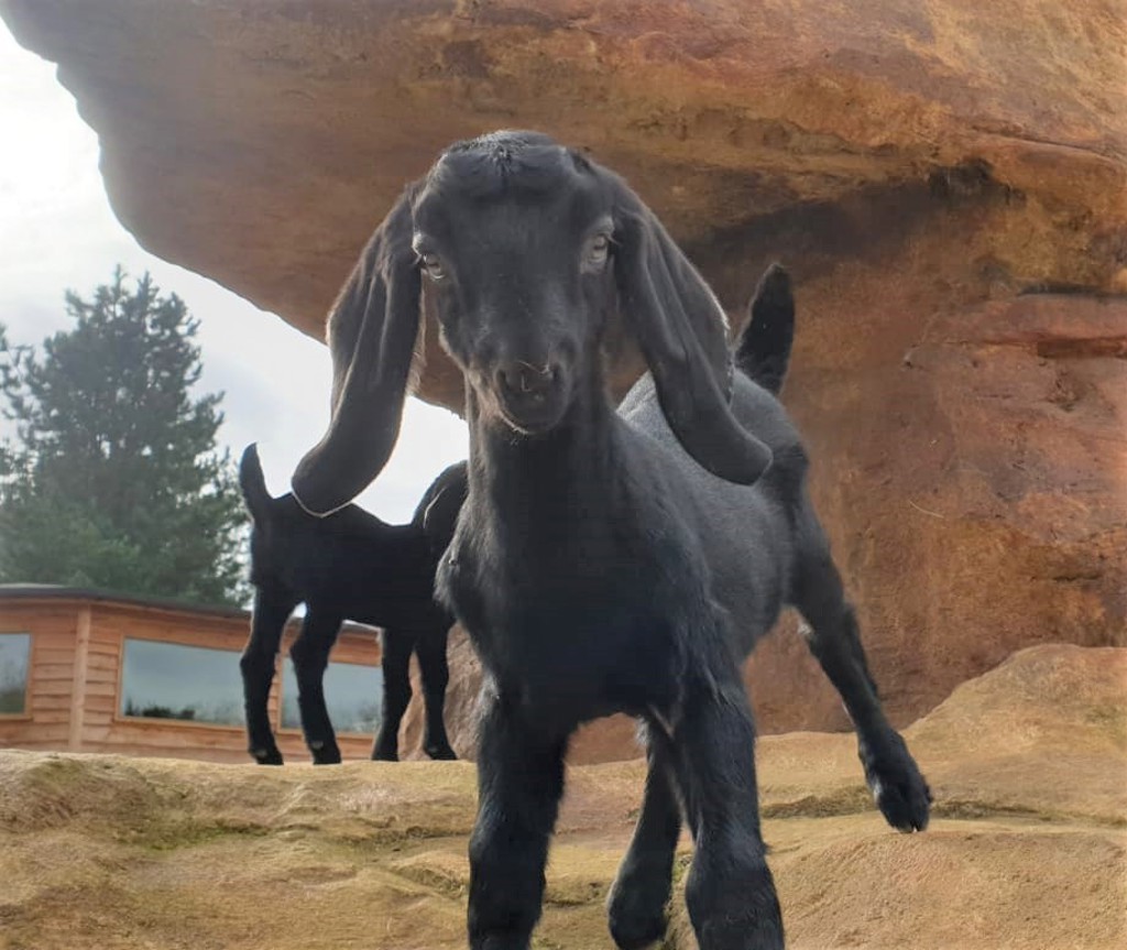 Image of anglo nubian goat kid cropped