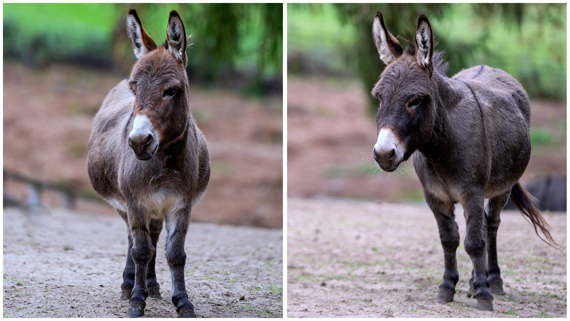 Collage of new donkeys Darcy and Daphne