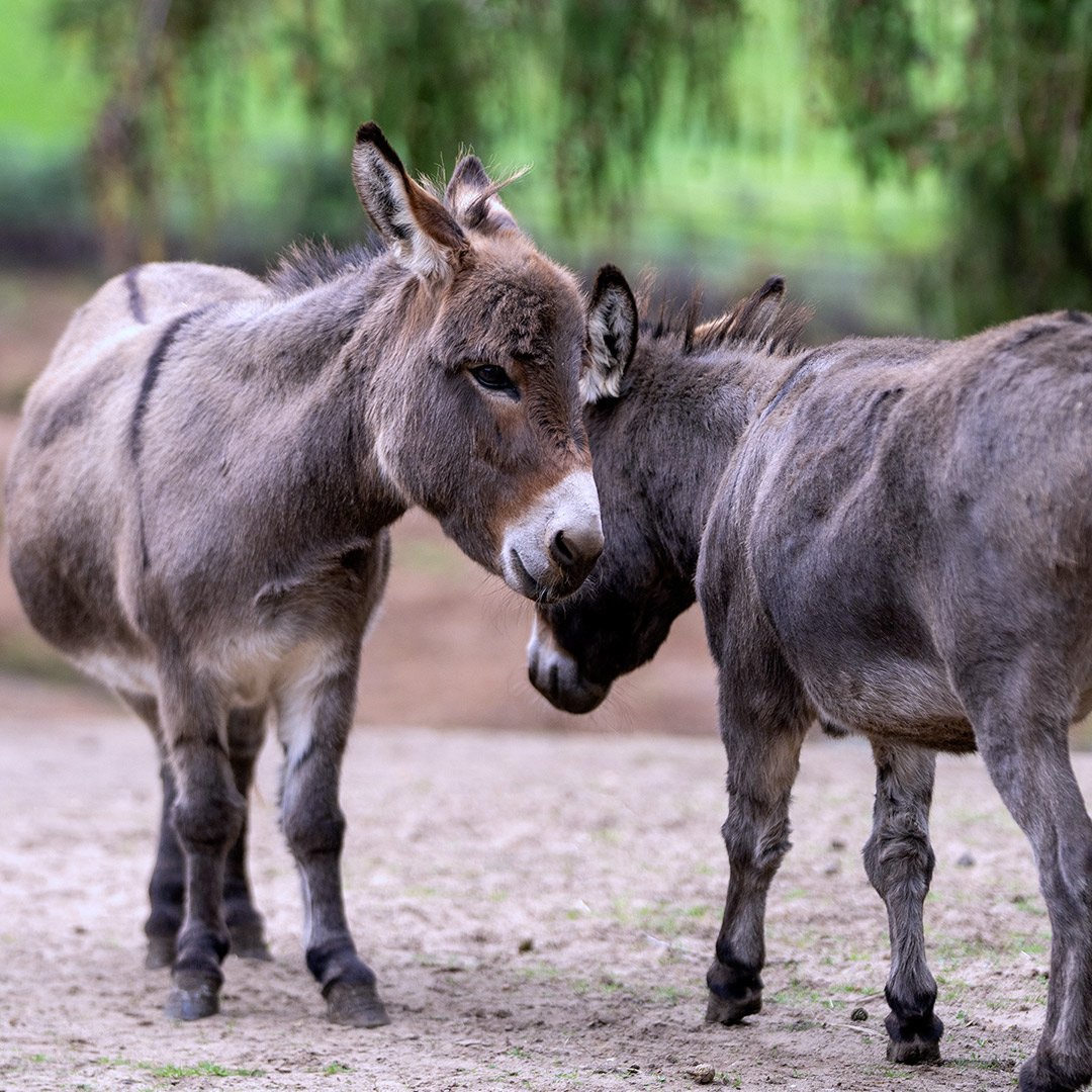 Darcy and Daphne standing together at Woburn Safari Park