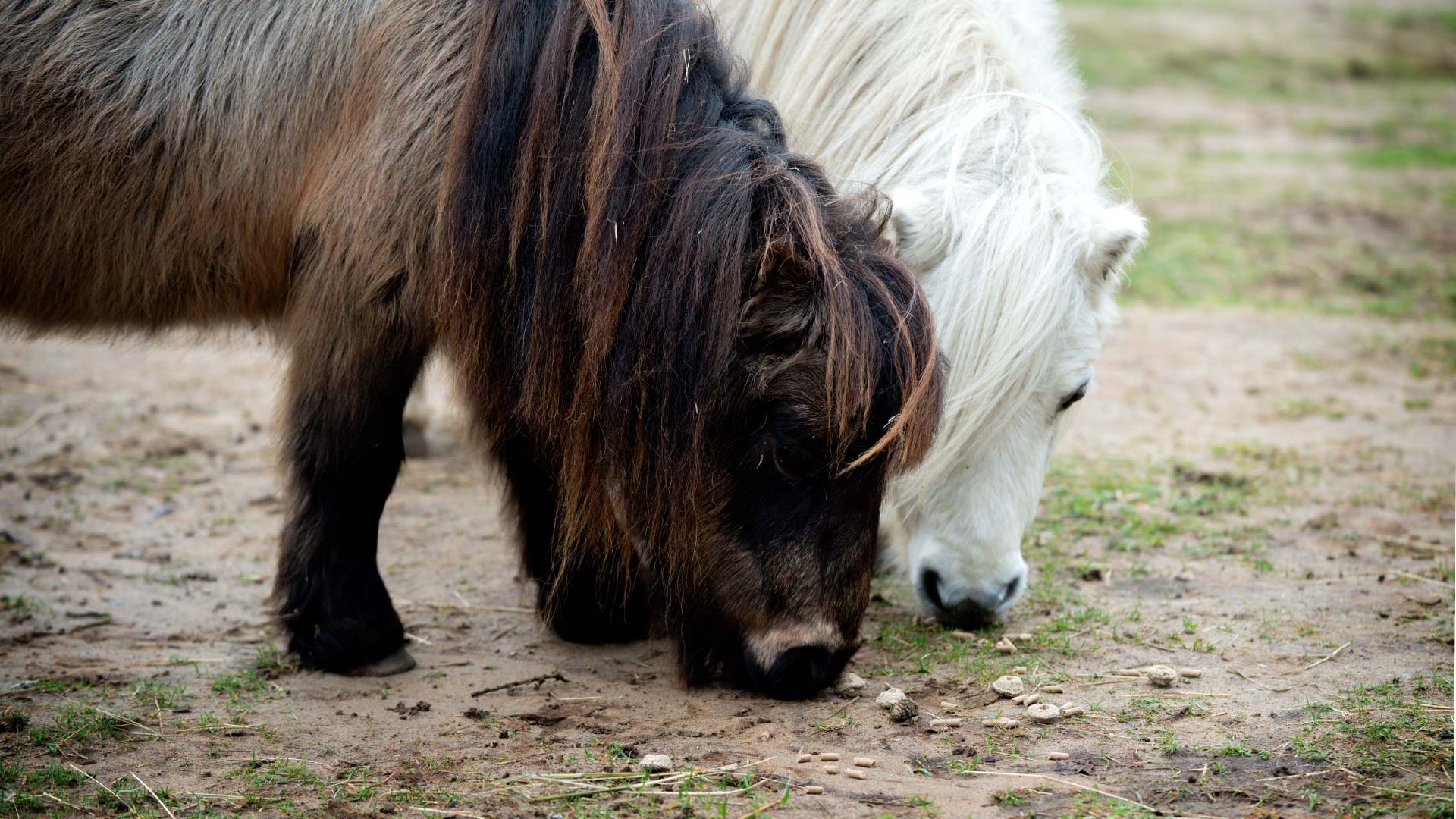 Image of harry and daisy grazing web landscape 1920x1080