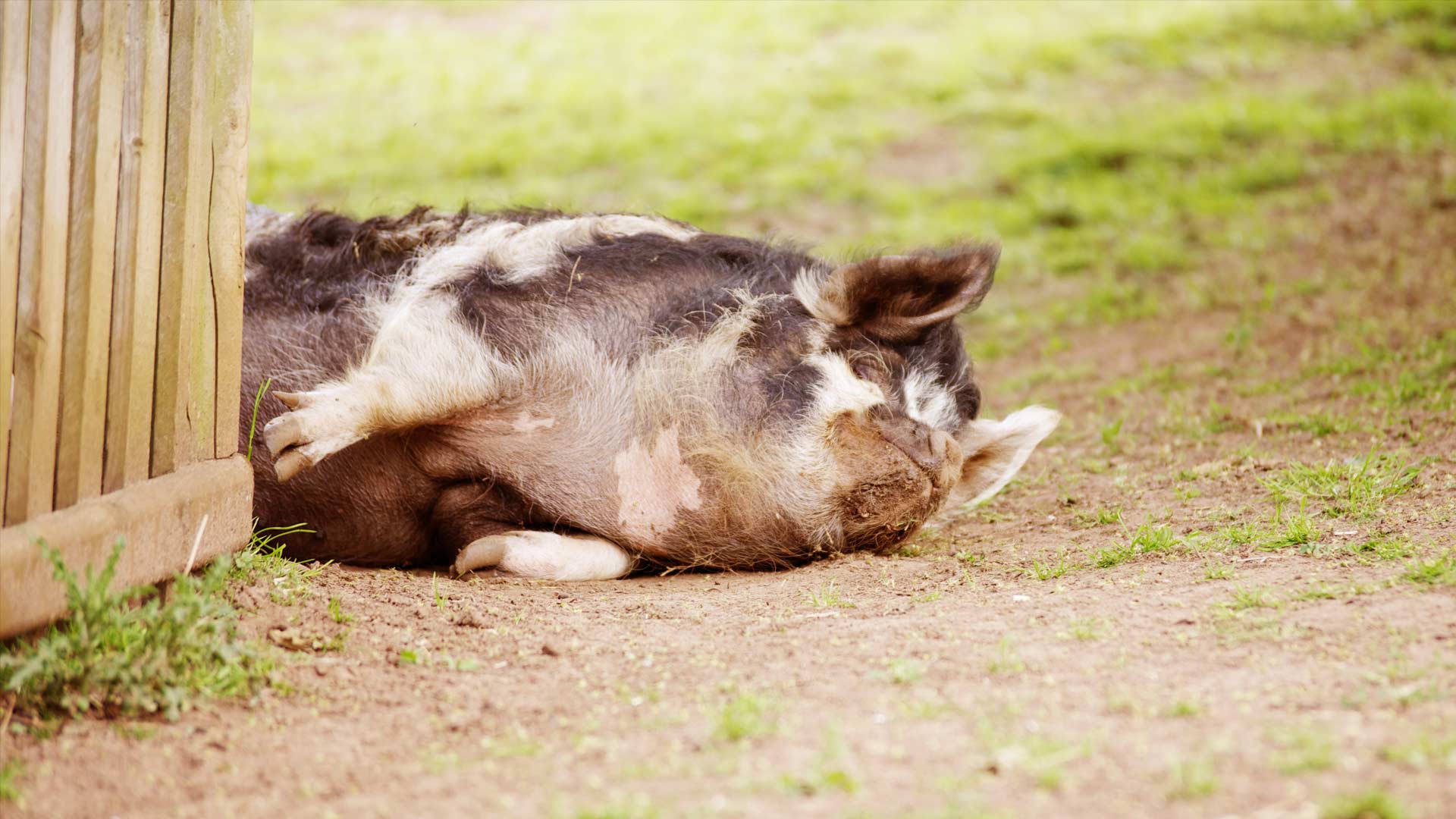 kunekune-pig-woburn-safari-park