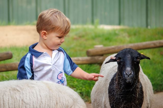 Toddler pets a somali black headed sheep in farmyard area 