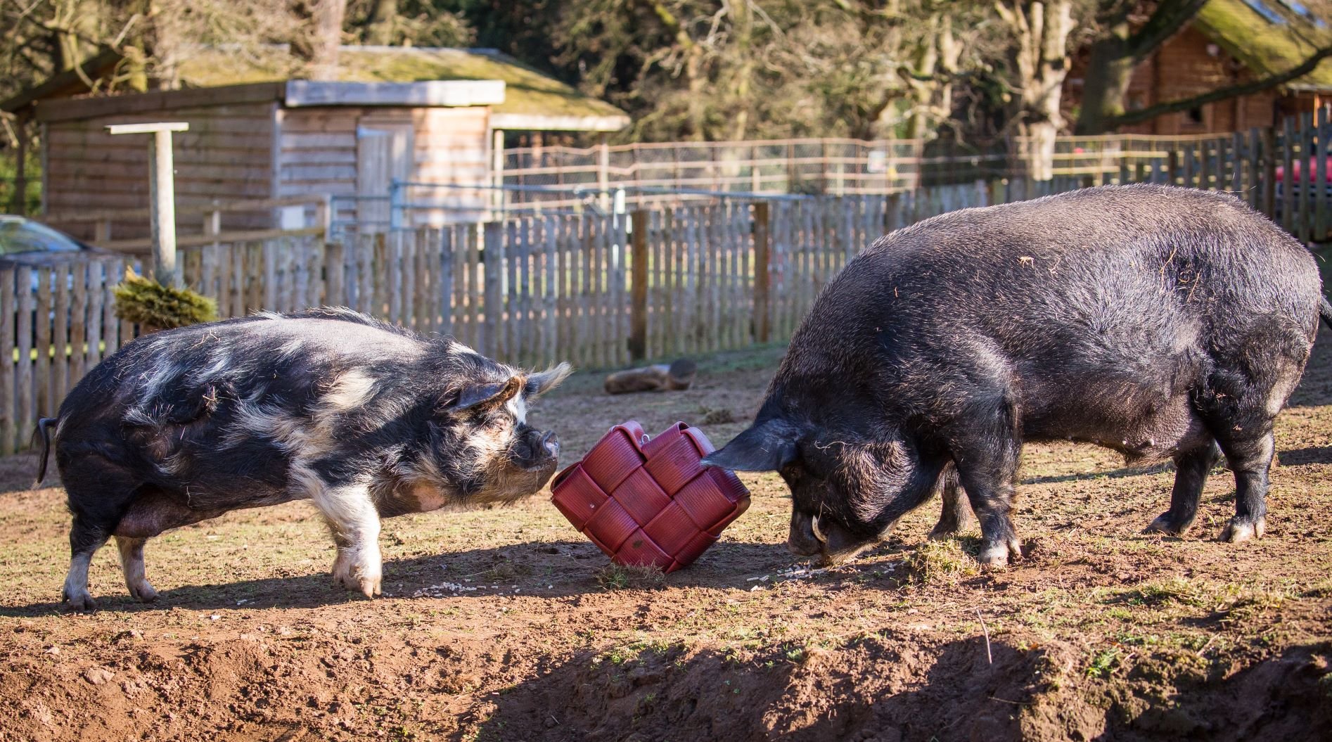 Wellington and Oscar bond over heart enrichment.jpg