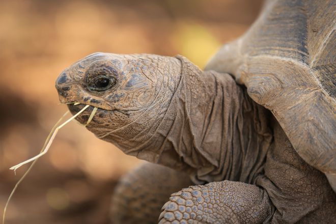 Aldabra Tortoise eats straw 