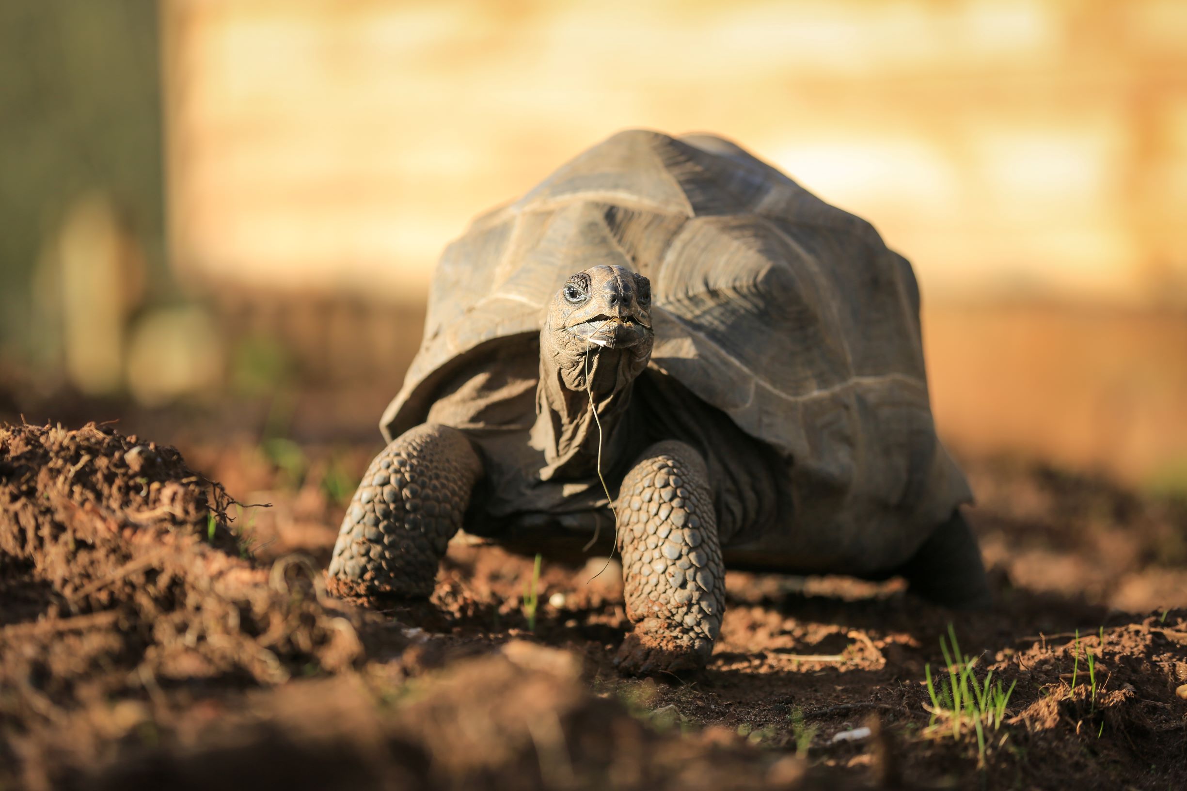 Aldabra Giant Tortoise | Woburn Safari Park