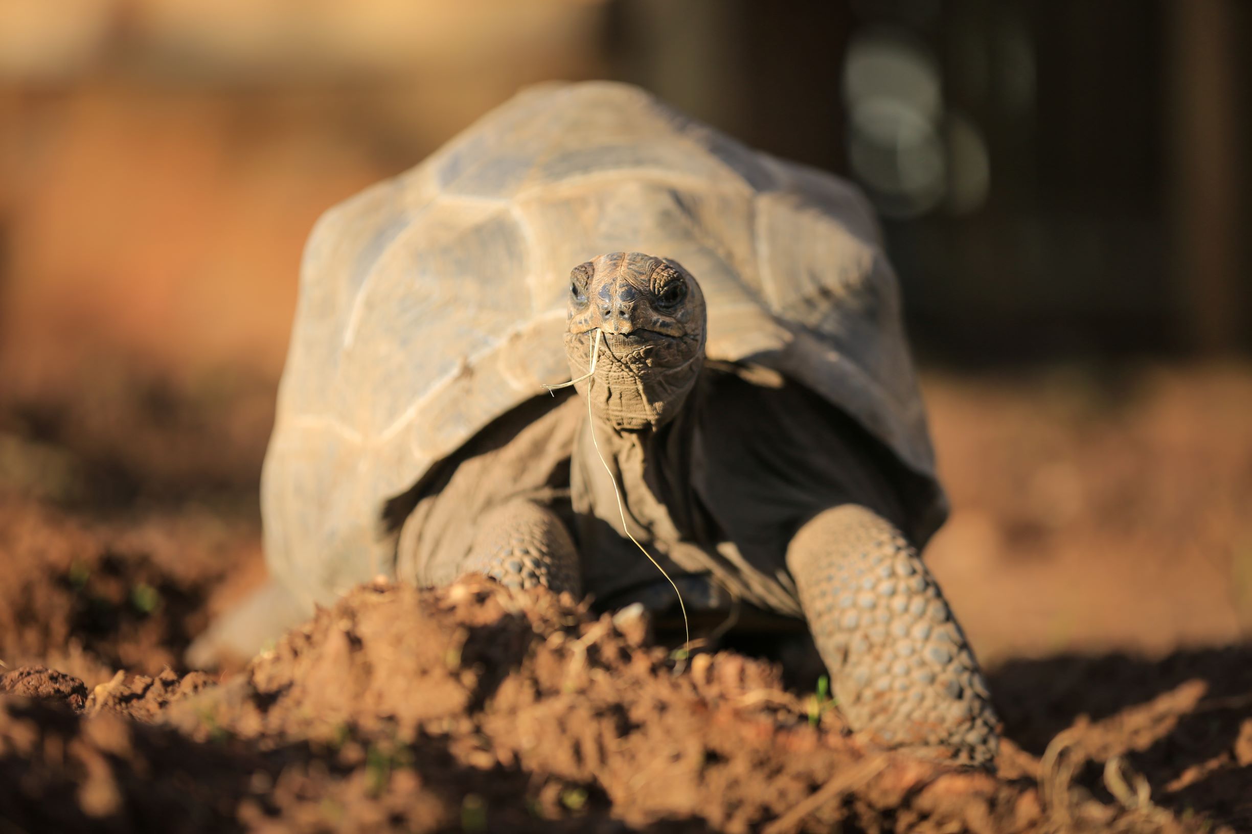 Conservation Projects We Support | Woburn Safari Park