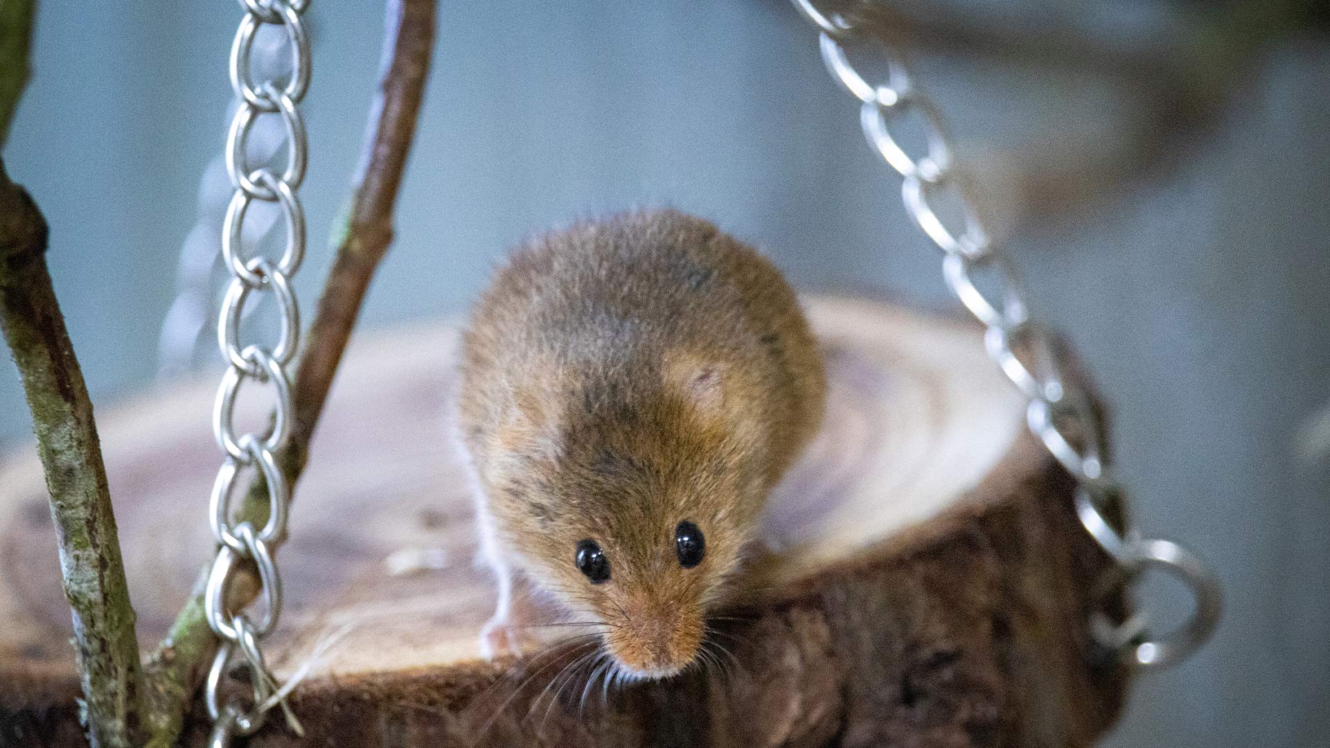 Harvest mouse on enrichment