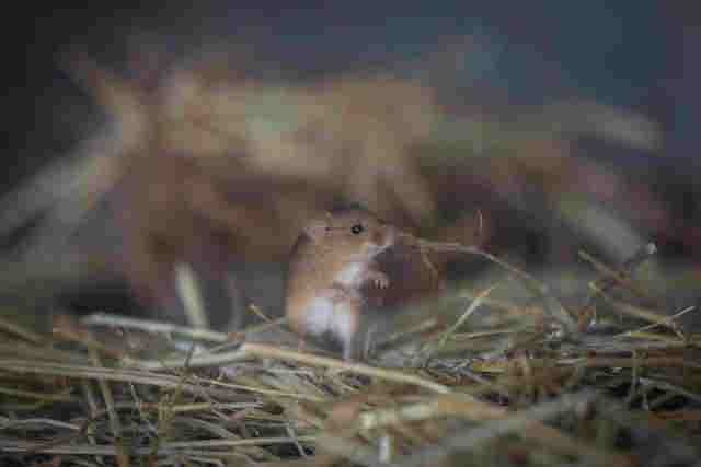 Harvest mouse stands on hind legs in straw