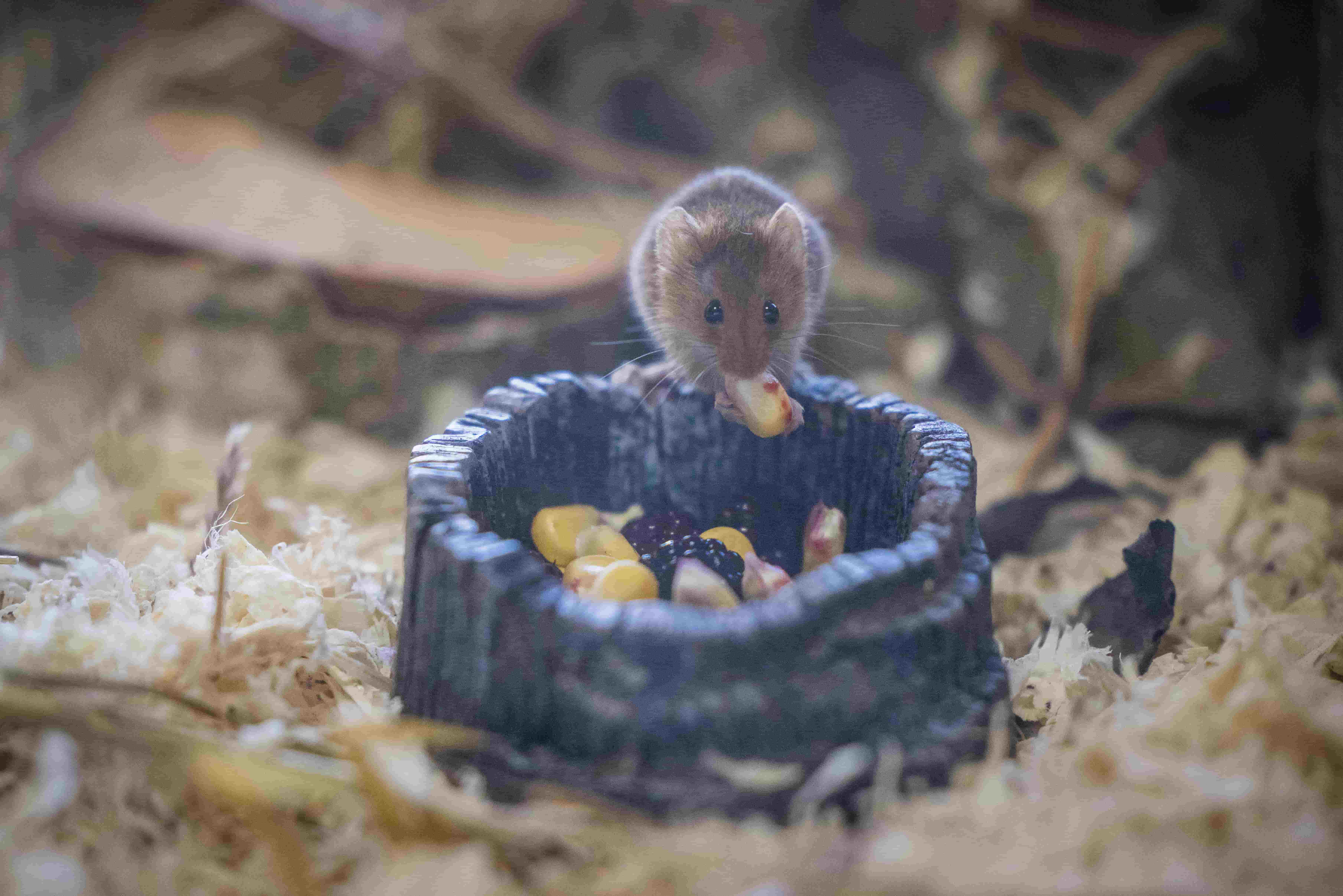 Harvest Mice | Woburn Safari Park