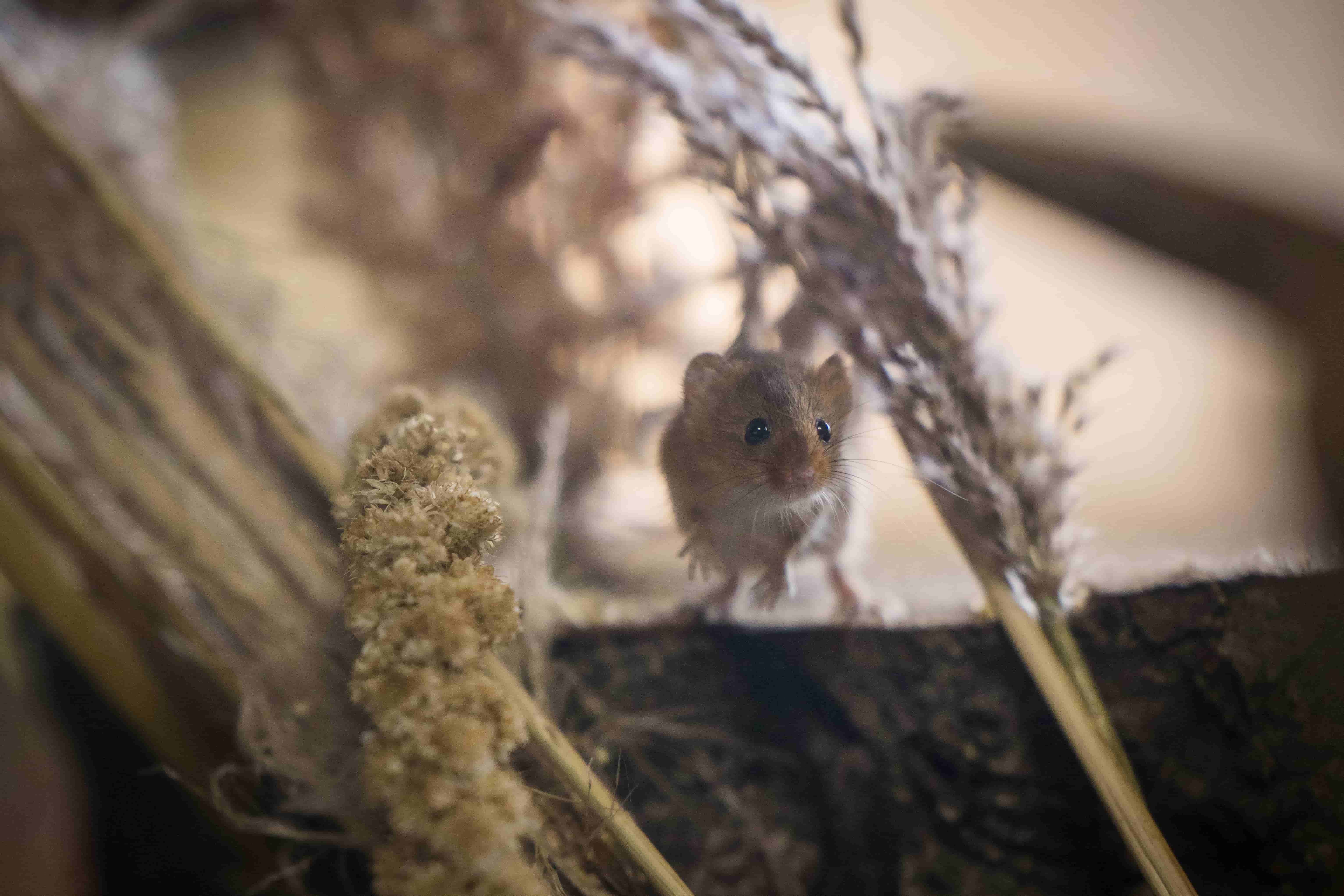 WSP Oct 22  Harvest Mice_-5-web.jpg