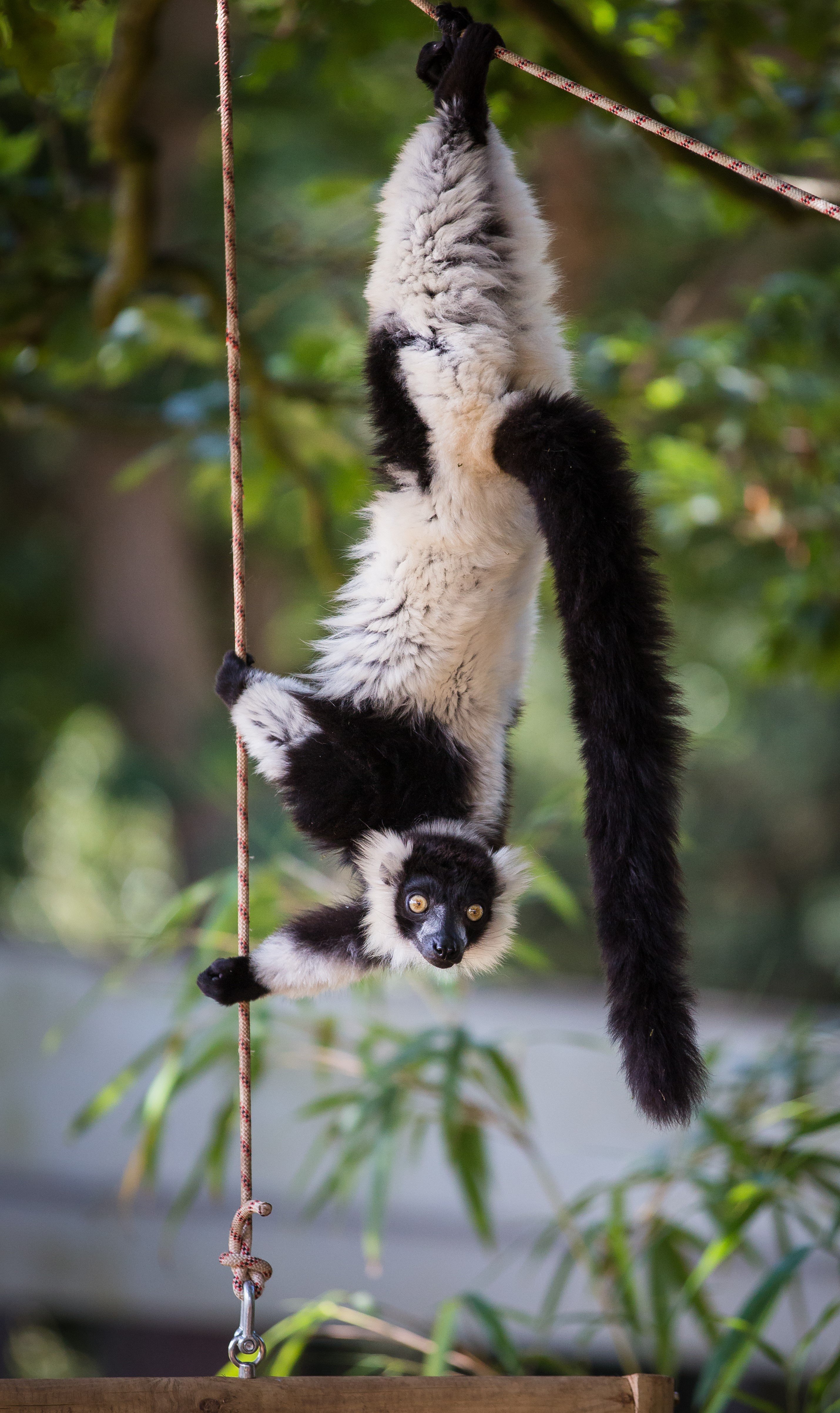 Black and white ruffed lemur hangs upside down from suspended rope with trees in background