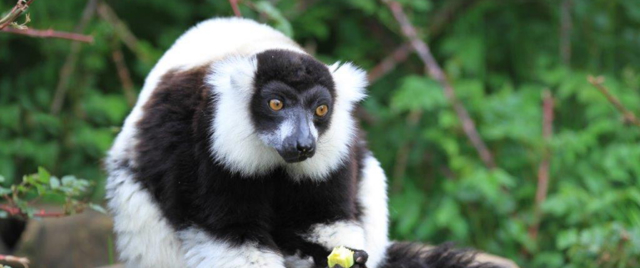 Black and white ruffed lemur eats lettuce while sitting on log in enclosure 