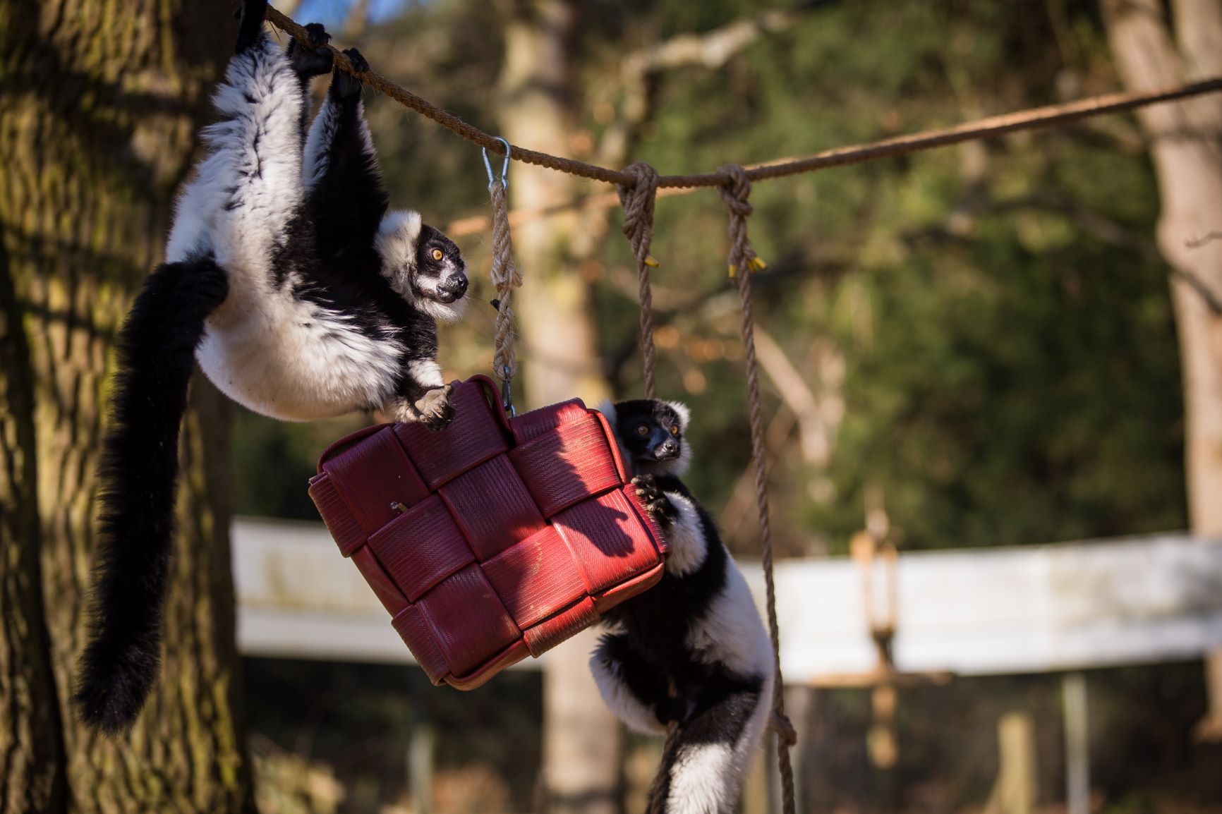 Tangle and Tulum with heart enrichment.jpg