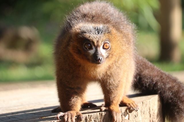 Red Bellied Lemur perches on tree stump