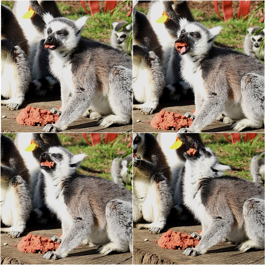 Ring-tailed lemur enjoying Easter treats