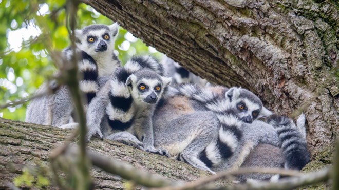 Image of lemur family landscape lowres 23