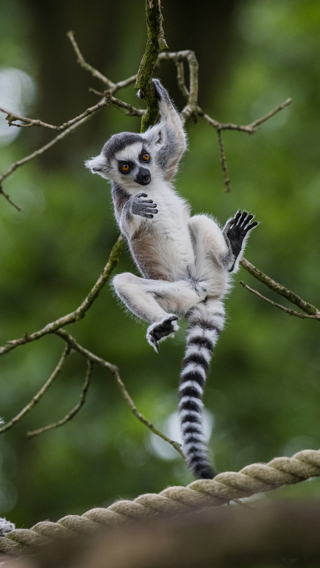 Lemur Baby