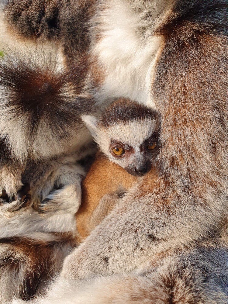 Ring tailed lemur baby born at Woburn Safari Park.jpg