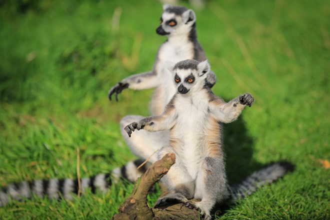 Ring-Tailed Lemurs relax on grass with arms outstretched 