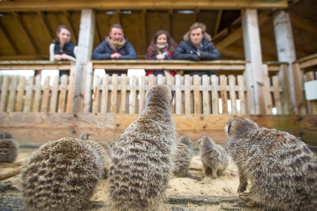 Meerkat mob watch visitors from their enclosure in Desert Springs