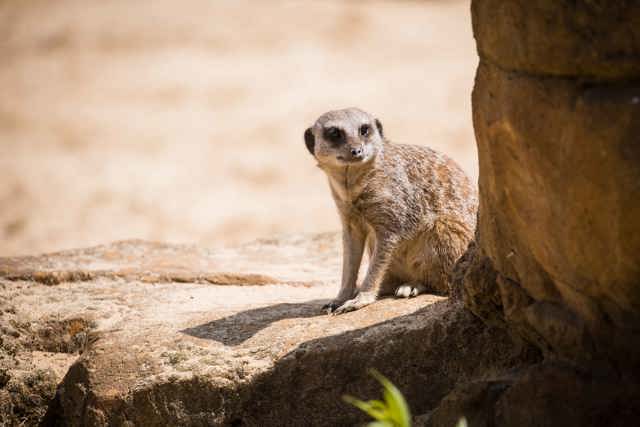 Meerkat peers around corner of rocky platform