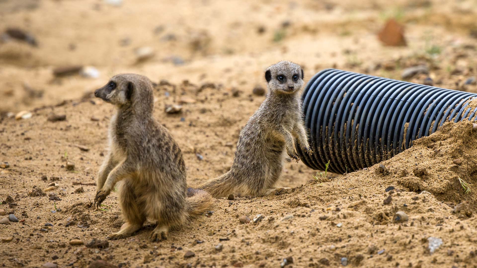 meerkat-baby-and-adult-LANDSCAPE-WEB-1920x1080.jpg