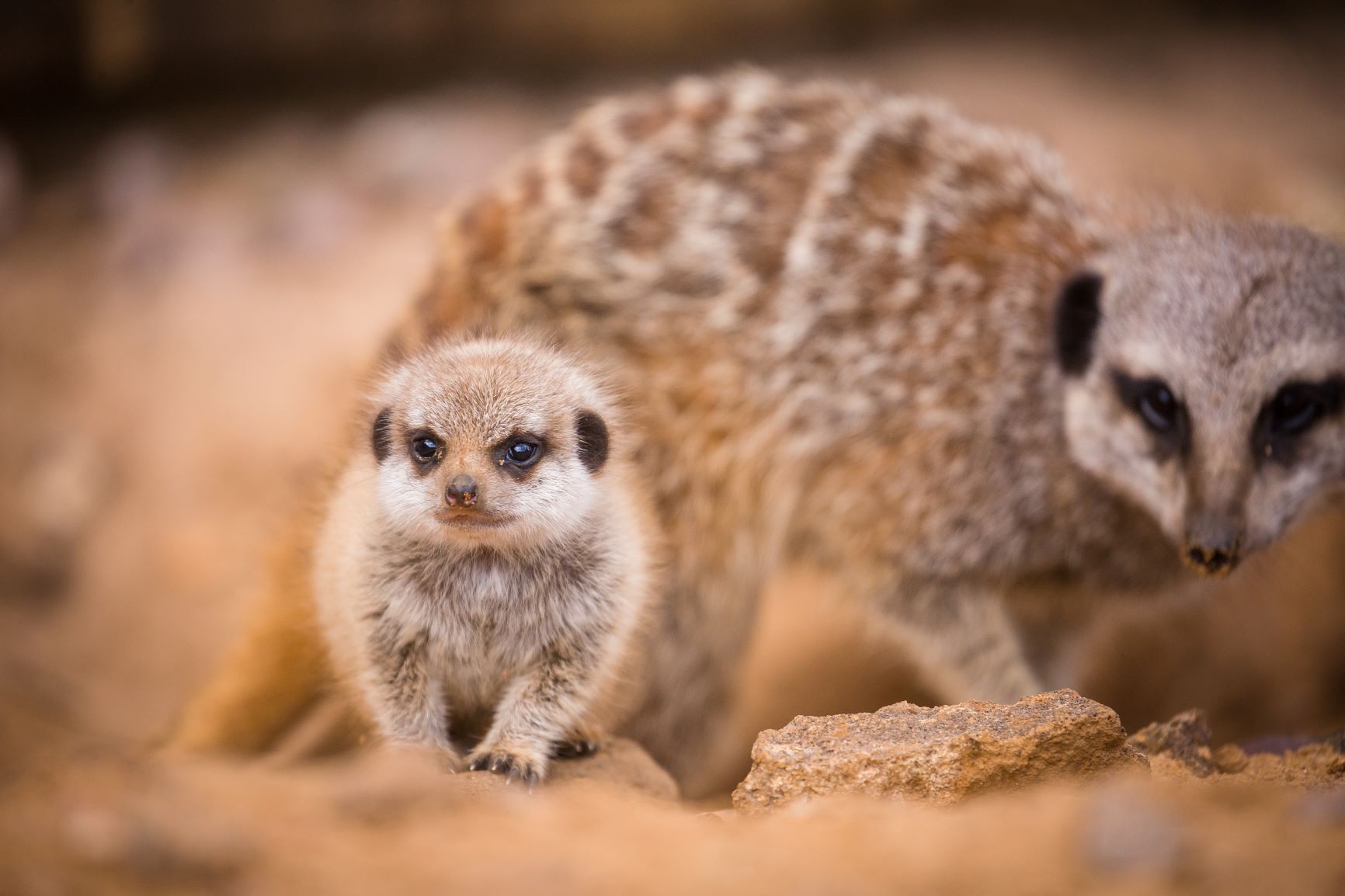 Meerkat baby born at Woburn Safari Park.jpg