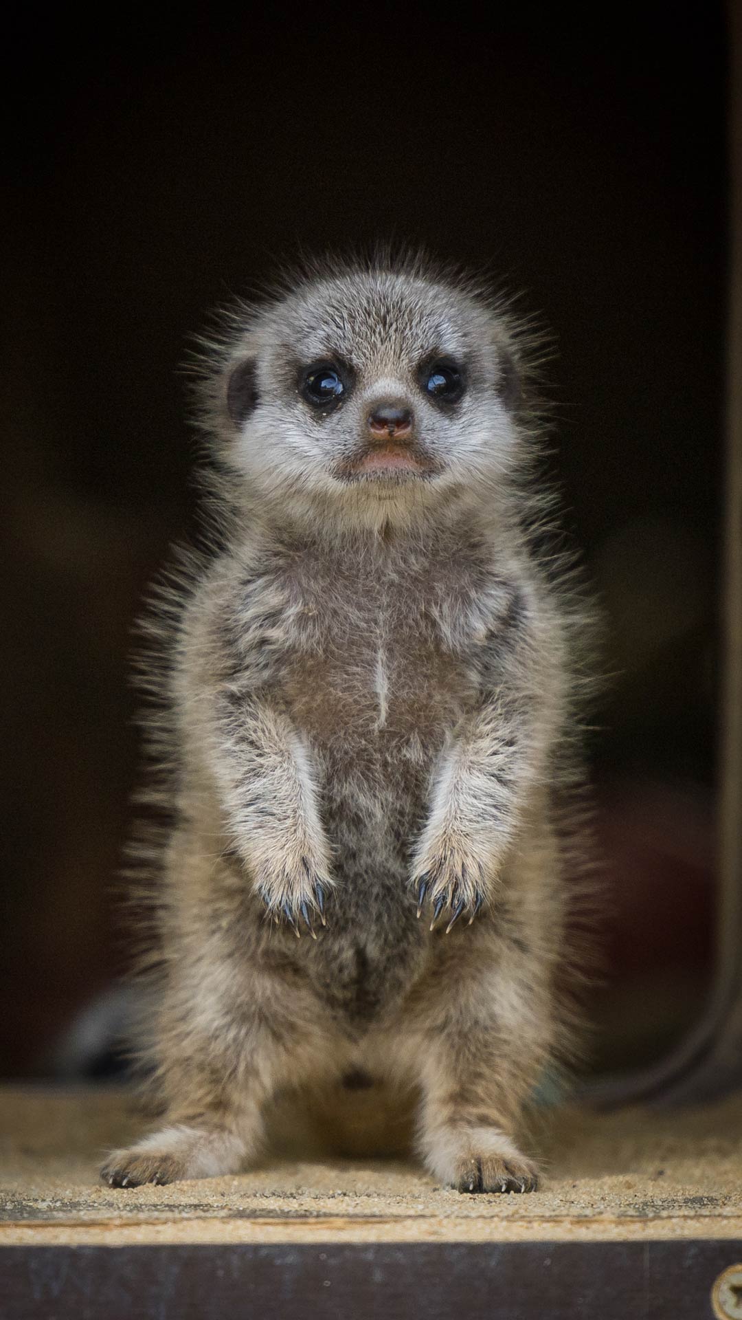 Meerkat-Baby-Single-Aug-2024-WEB-MOB-1080x1920.jpg