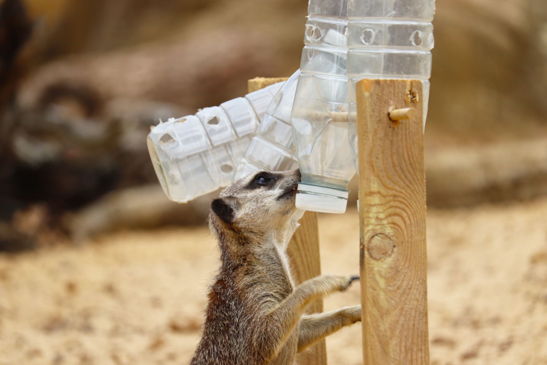 Meerkat bottle enrichment 2.jpg