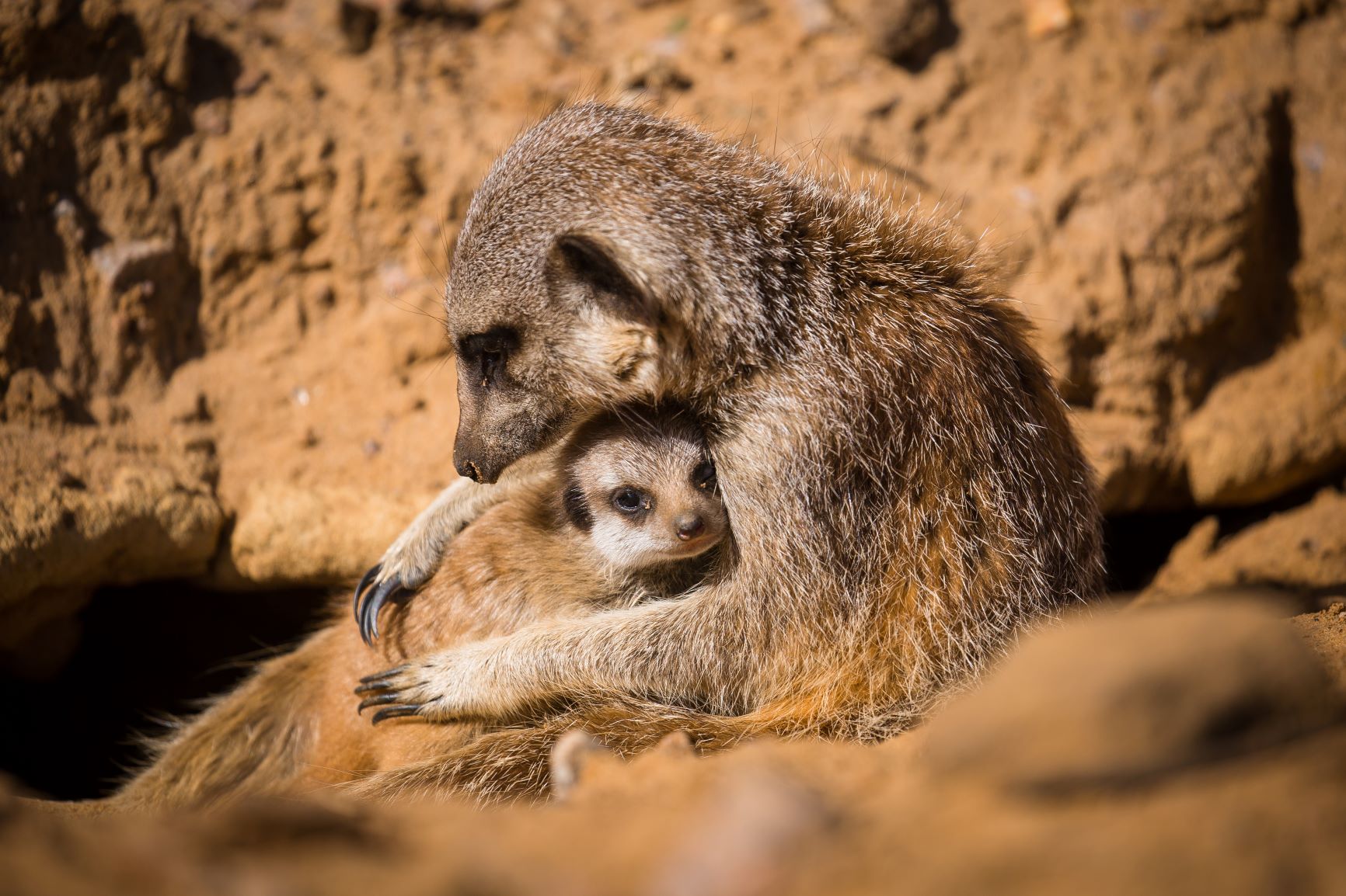 Meerkat pup at Woburn Safari Park.jpg