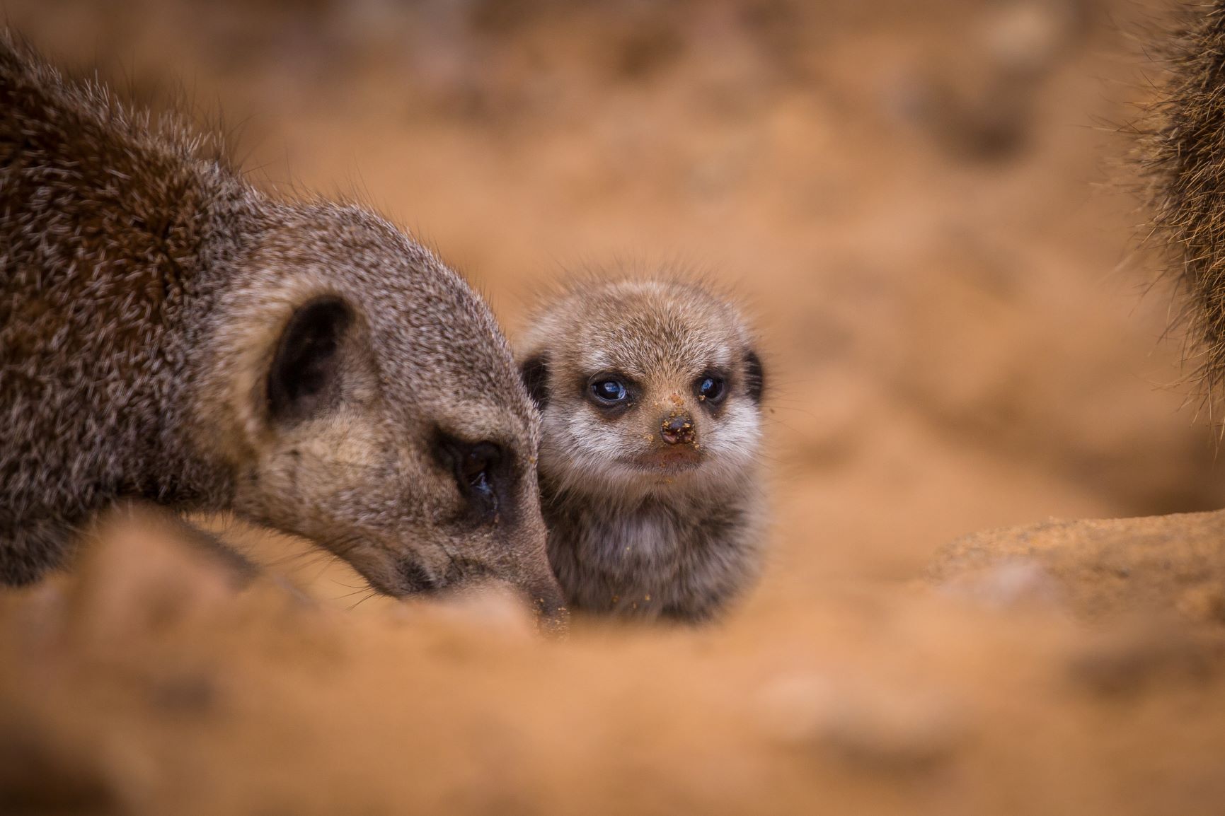 Meerkat pup born in Desert Springs.jpg