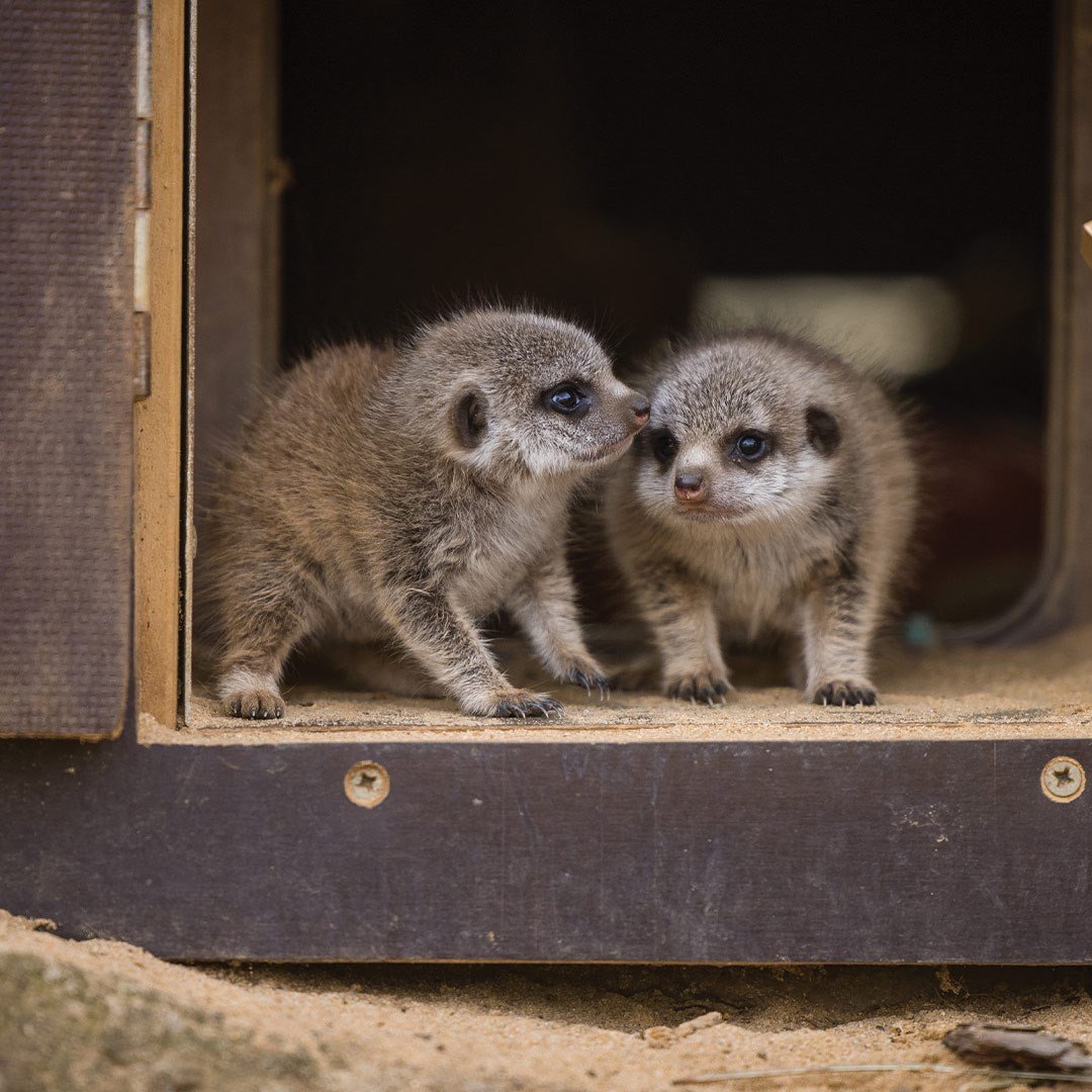 Image of meerkat twin pups aug2024 cropped for web 1080x1080