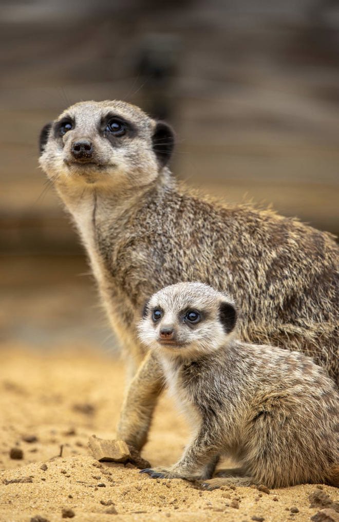 Ernie the meerkat pup at Woburn Safari Park