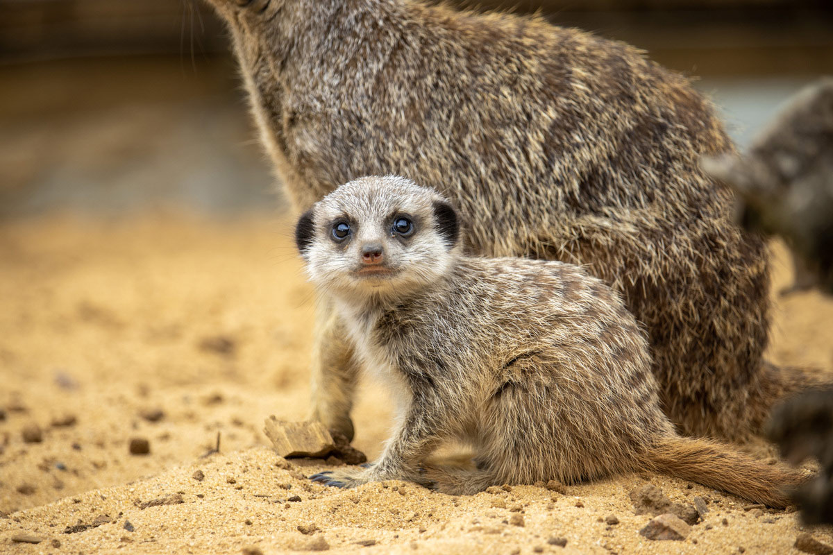 Adorable meerkat pup Ernie born at Woburn | Woburn Safari Park