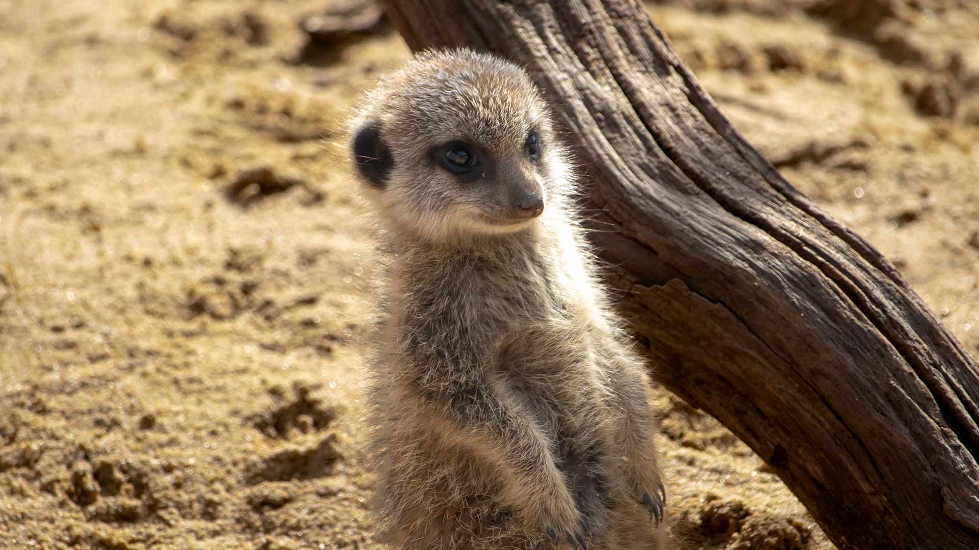 Adorable meerkat baby born at Woburn! Woburn Safari Park
