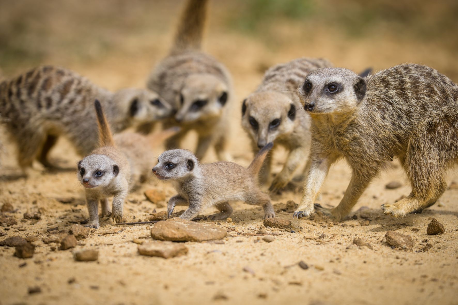 WEBSITE Meerkats  WSP June 2022_-124.jpg