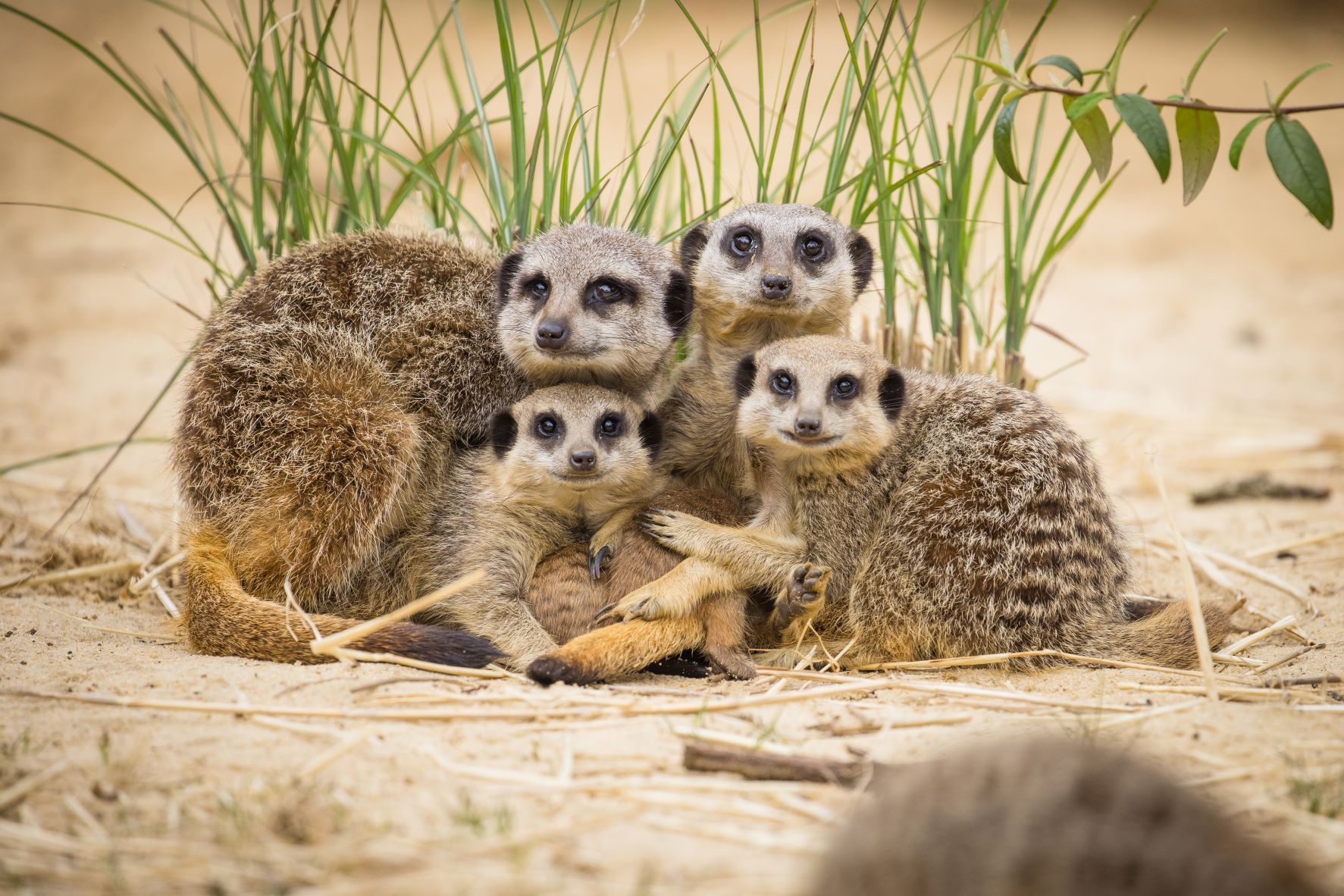 website Meerkats  WSP June 2022_-61.jpg