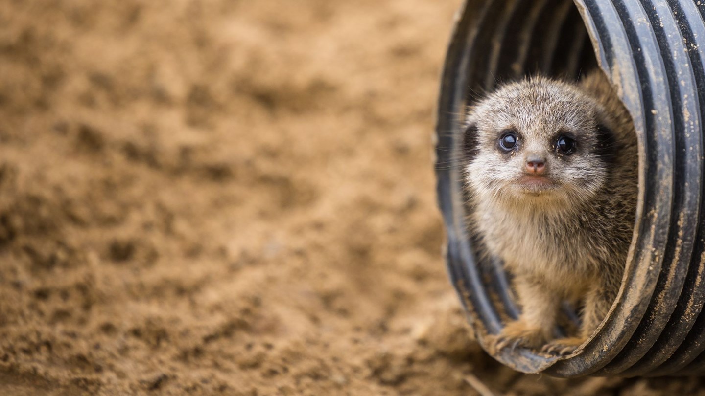 Tiny meerkat pup stands looking out from a small tube buried in the sand 