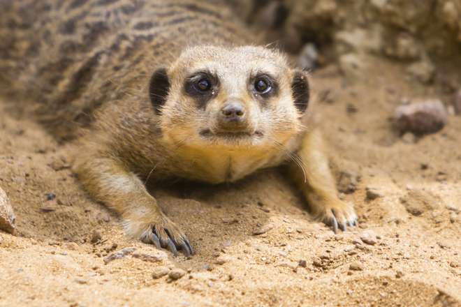 Meerkat looks up from laying down in sandy enclosure 