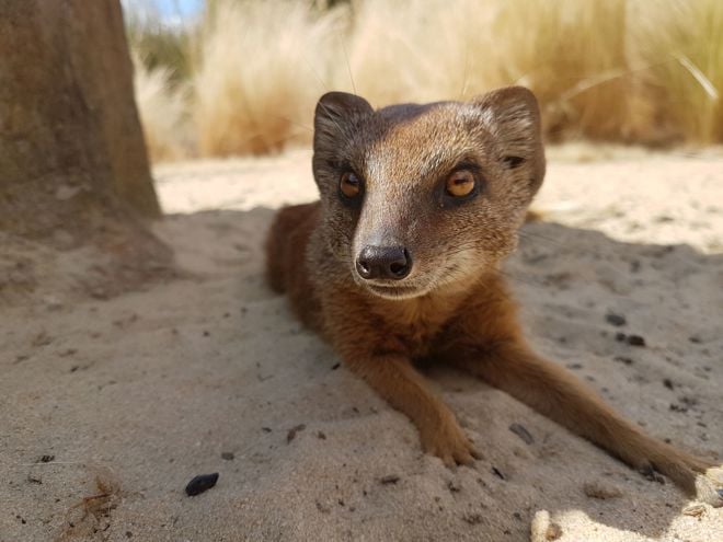 Close up of mongoose lying down in sand in Desert Springs