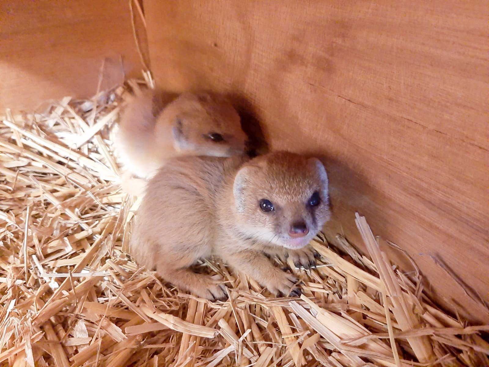 mongoose pups born at Woburn Safari park.jpg