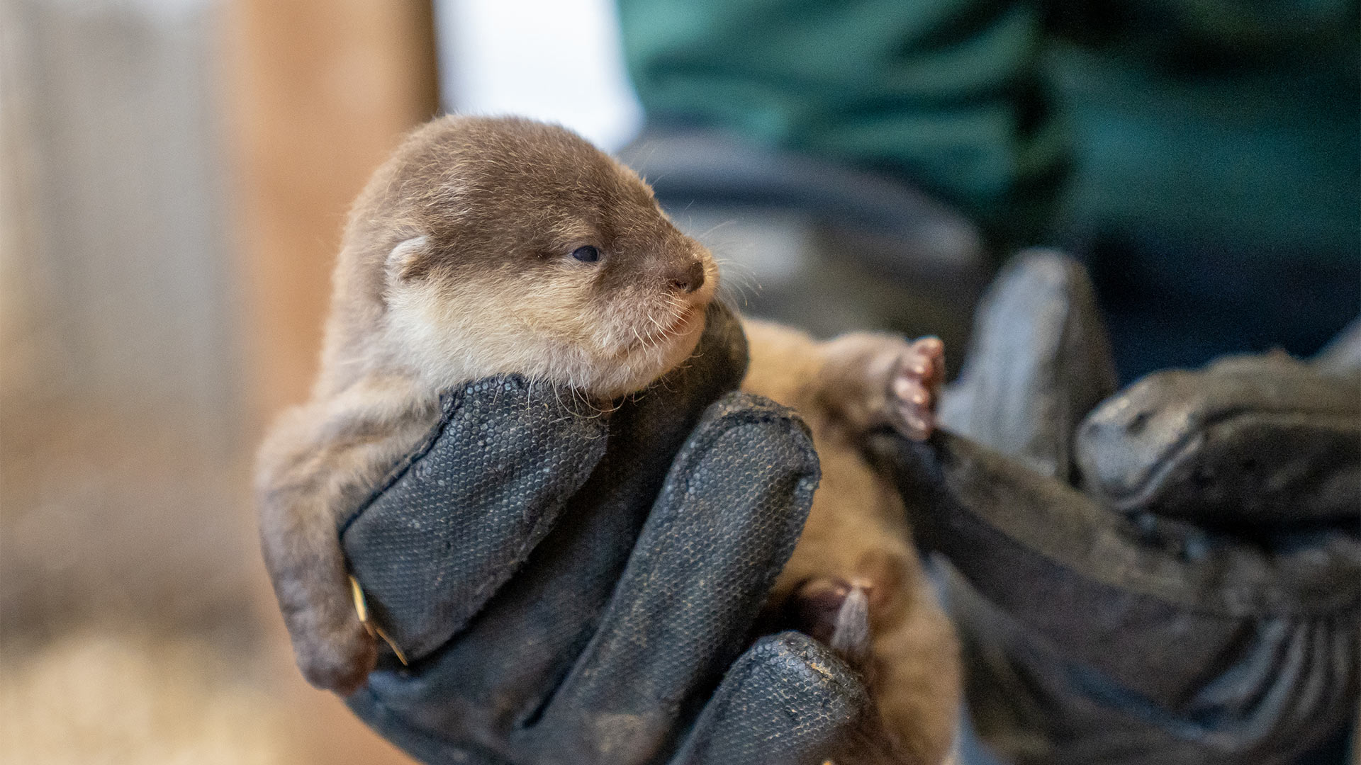 Baby Otter side eye at the camera during health checks